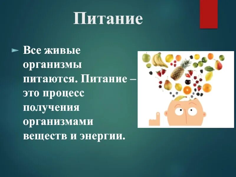 Типы питания биология 8 класс. Питание живых организмов. Что такое питание для живых организмов биология. Питание живых организмов презентация. Питание это процесс биология.