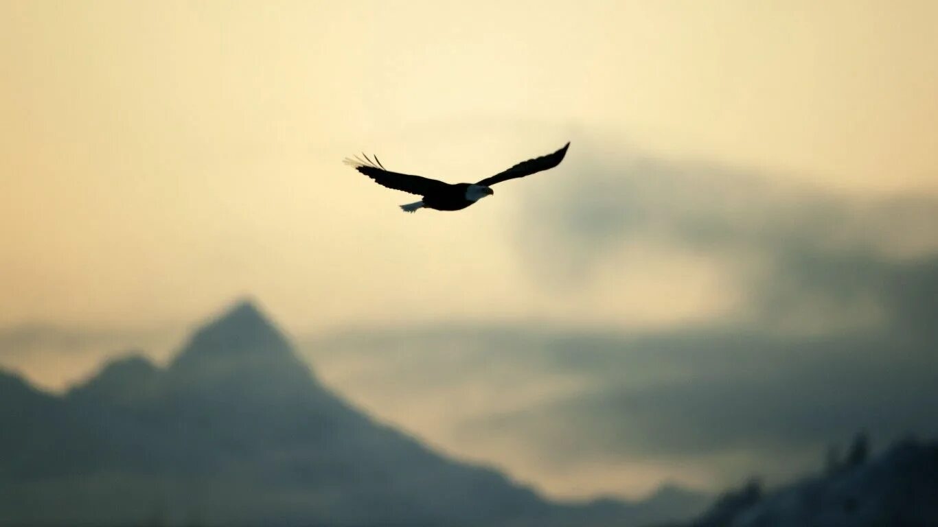 Способность птиц летать всегда привлекала человека основная. Птицы вдалеке. Полет птицы. Птица свободы. Парящая птица.