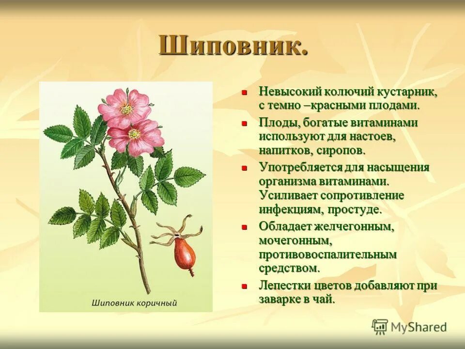 Дикорастущие лекарственные растения. Зверобой геблера. Рассказ о растении. Лекарственные растения презентация. 1 полезном растении.