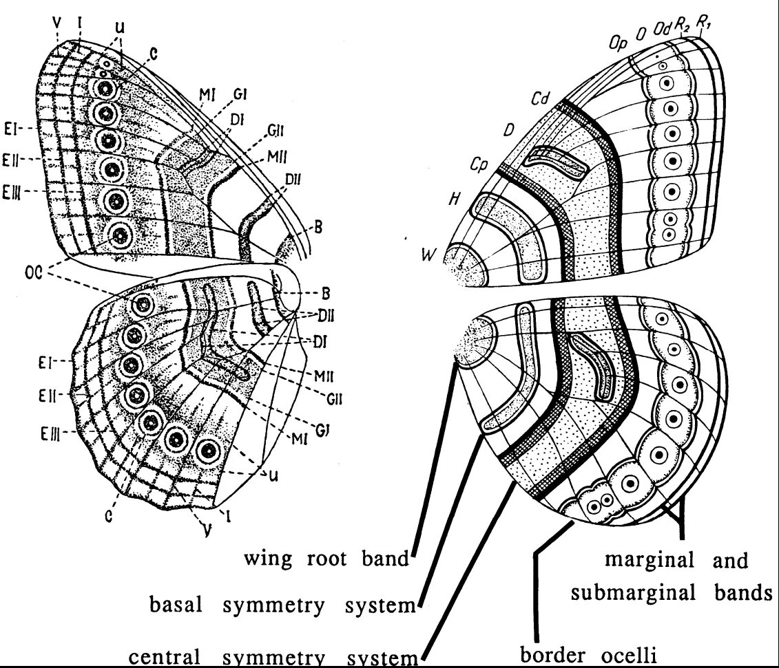 Оборудования для исследования строения крыла бабочки. Крылья бабочки схема. Схема крыла бабочки. Крылья бабочки чертеж. Схема крылышек бабочек.