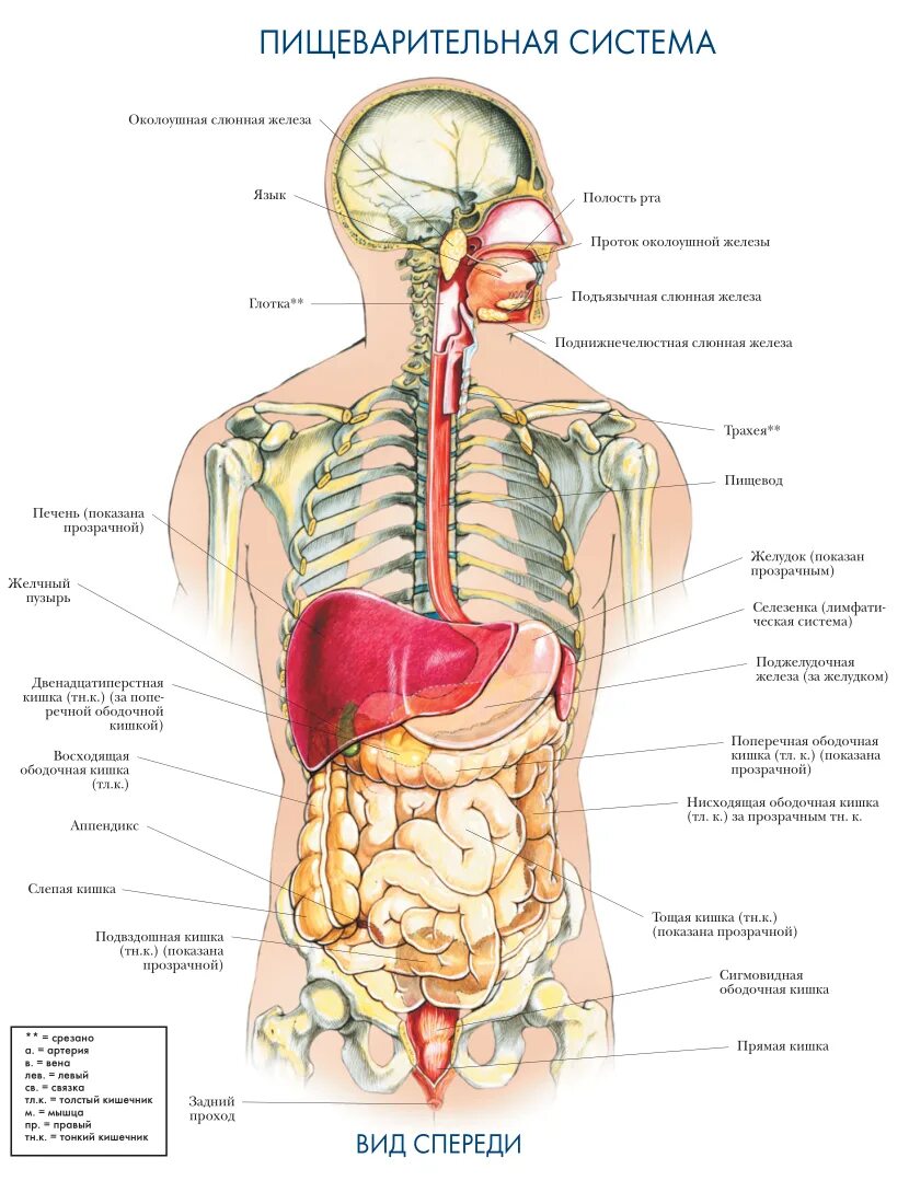 Связь органов человека. Расположение органов человека вид сзади. Внутренние органы человека схема расположения вид сзади. Внутренние органы человека с надписями спереди и сзади. Строение органов человека вид сзади.