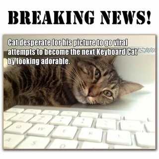 Breaking cats