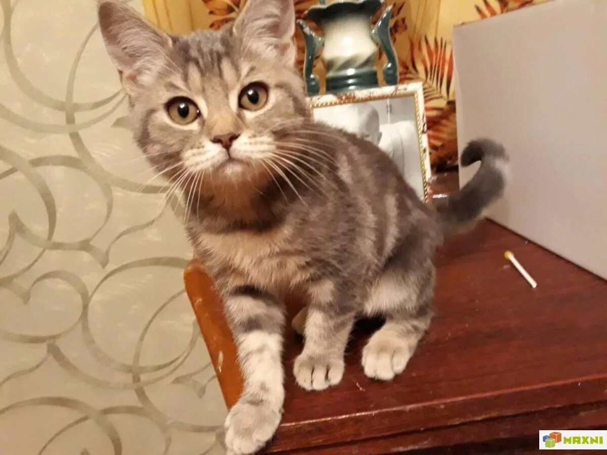 Трехмесячный котенок