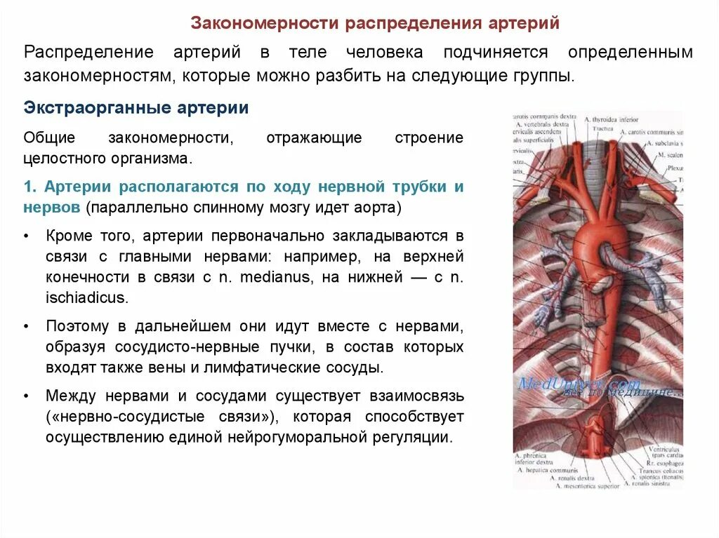 Что такое сосудистые пучки какую. Закономерности распределения артерий в организме. Экстраорганные артерии. Закономерности распределения артерий и вен. Экстраорганные сосуды.