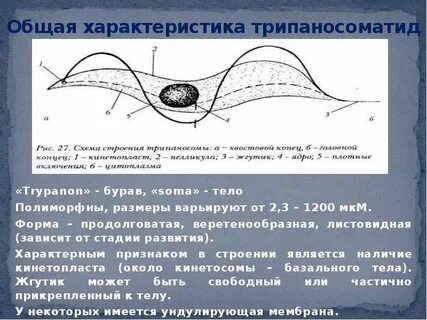 Кинетосома это