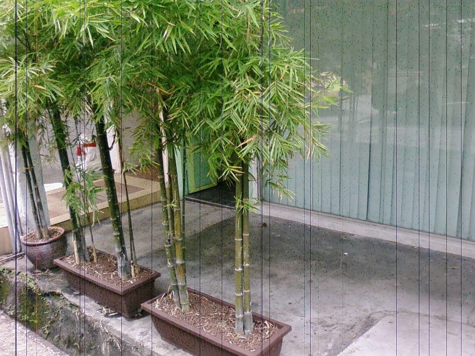 За сколько часов вырастает бамбук. Мексиканский Плакучий бамбук. Мексиканский Плакучий бамбук комнатный. Драцена Сандера. Драцена тростниковая.