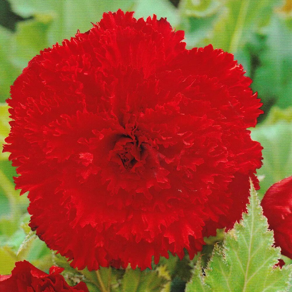 Бегония бахромчатая. Бегония фимбриата желтая. Бегония фимбриата розовая. Бегония клубневая фимбриата. Бегония фимбриата микс.