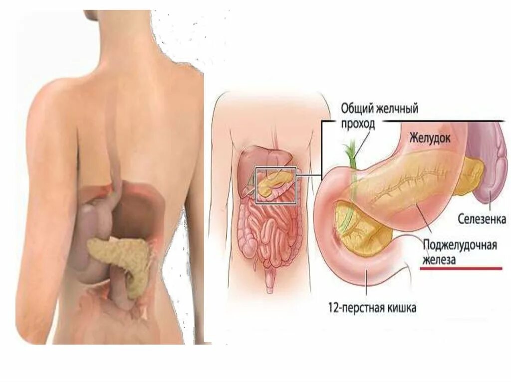Селезенка у женщин. Где находится поджелудочная. Поджелудочная расположение. Желудок и поджелудочная железа.