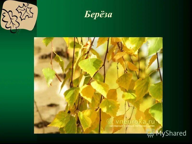 деревья и кустарники осенью. кустарник осенью сообщение. деревья и кустарники осенью окружающий мир. деревья и кустарники. презентация деревья осенью для дошкольников.