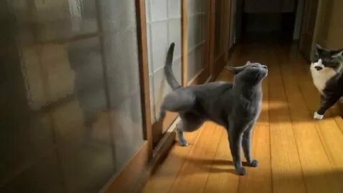Коты метят дверь