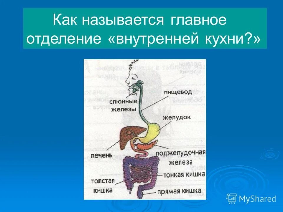 Составляющие элементы внутренней среды организма. Схема внутреннего устройства православного храма. Гомеостаз это постоянство внутренней среды организма. Строение человека основные органы. Устройство храма православного внутри схема.