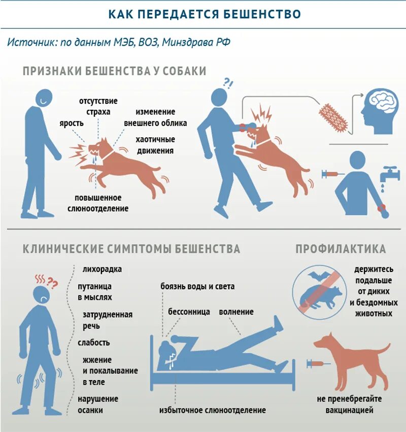 Температура после укуса собаки. 28 Сентября Всемирный день борьбы против бешенства. Бешенство инфекционное заболевание. Бешенство передается от животных человеку?. Характерные симптомы бешенства:.