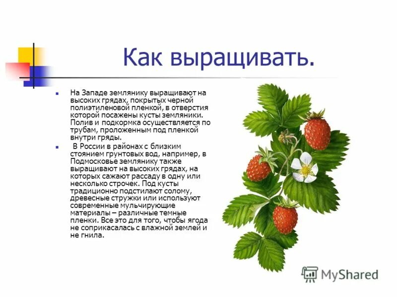 Лесная земляника проект. Загадка про клубнику. Земляника лесная описание. Сообщение о землянике. Земляника 3 класс.