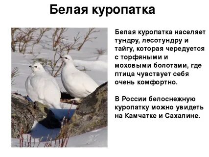 Куропатка занесена в красную