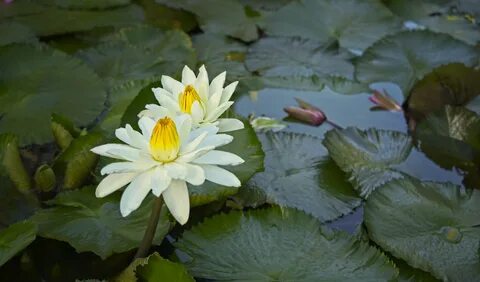 File size: 2.46Mb, two white fluffy Water Lily flowers above green leaves p...