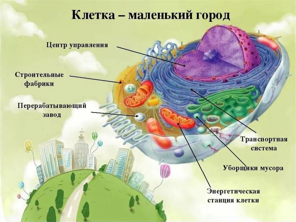 Каждую живую клетку покрывает