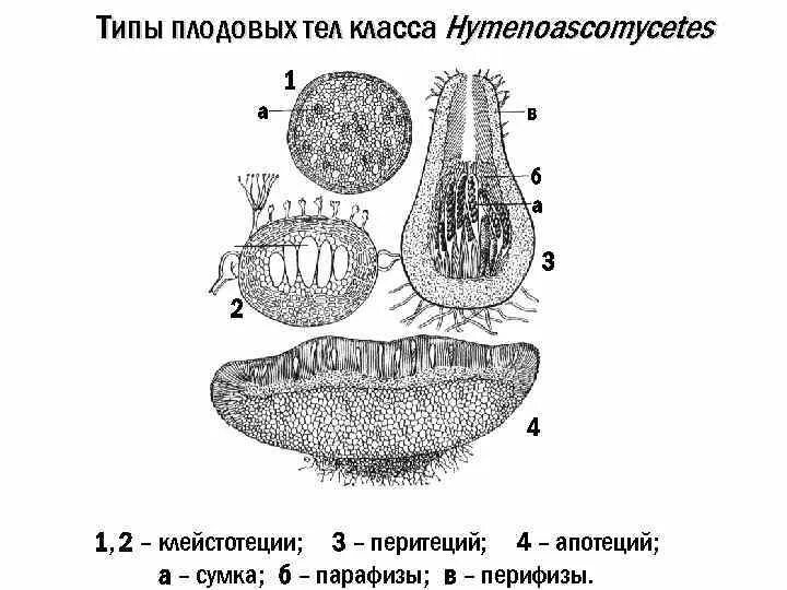 Строение плодовых тел аскомицетов. Типы плодовых тел аскомицетов. Аскомицеты плодовые тела. Аскомицеты плодовые тела. Аскомицеты плодовые тела.