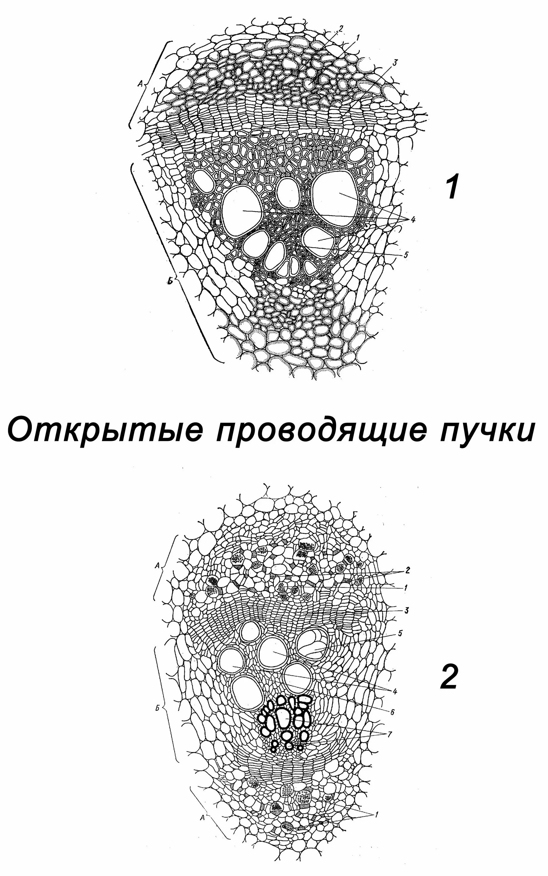 Проводящий пучок однодольного растения