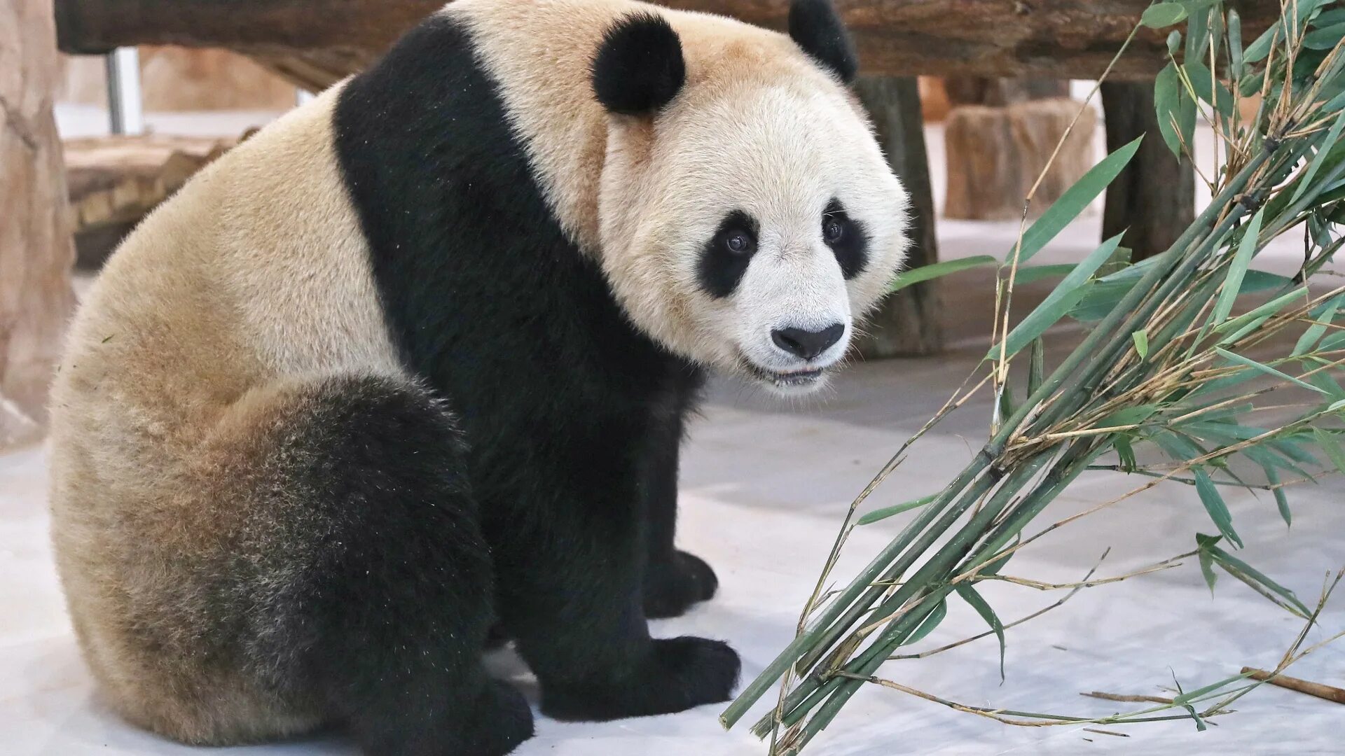 Большая панда сколько живут. Панда дипломатия. Панда Строй. Панда с подарком. Pend Hous.