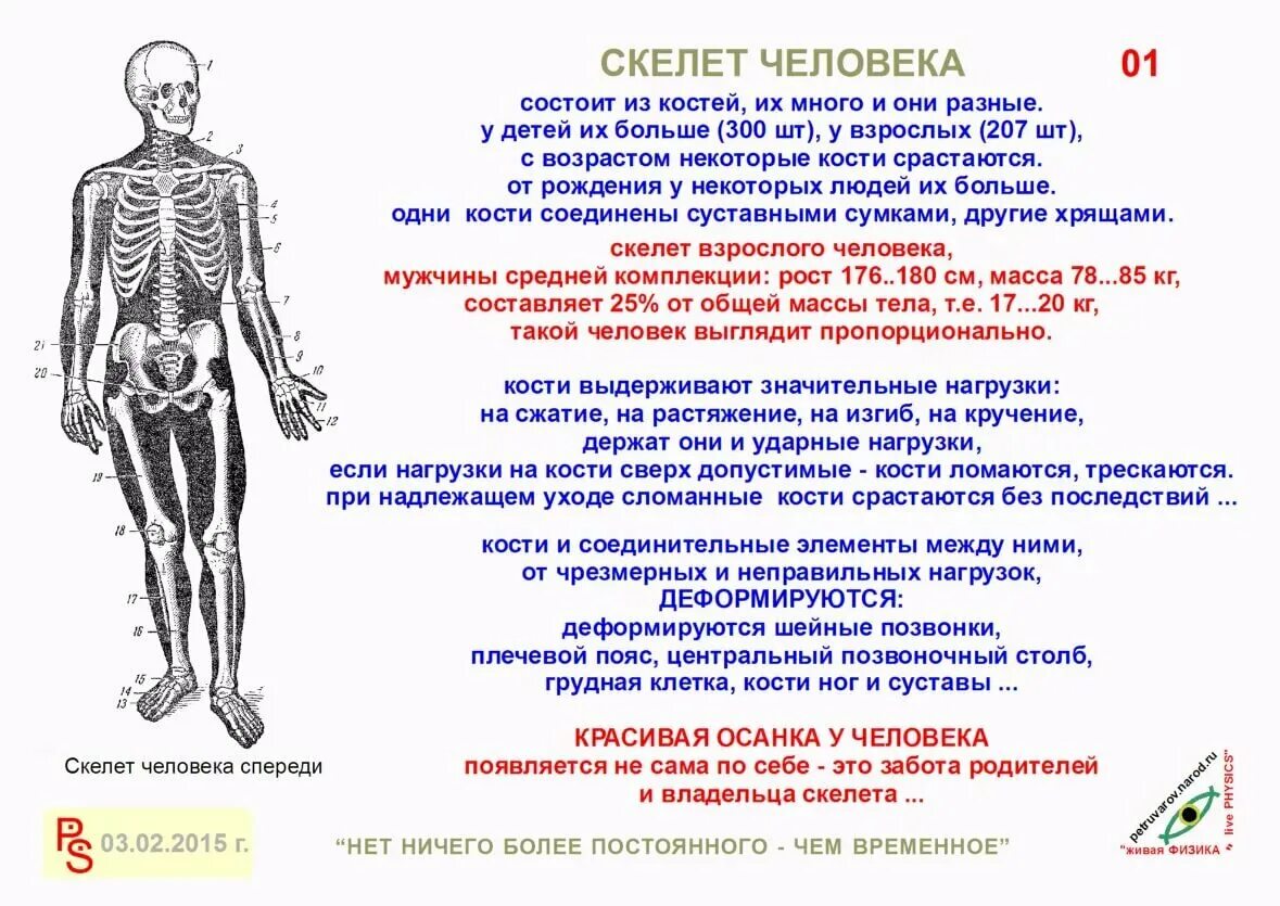 Названия суставов человека