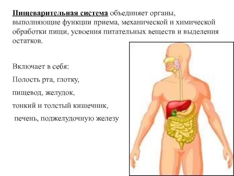 Выполняющие общую функцию органы. Пищеварительная система человека функции органов пищеварения. функции пищеварительной системы анатомия. система органов пищеварительная органы и функции. функции всех отделов пищеварительной системы.