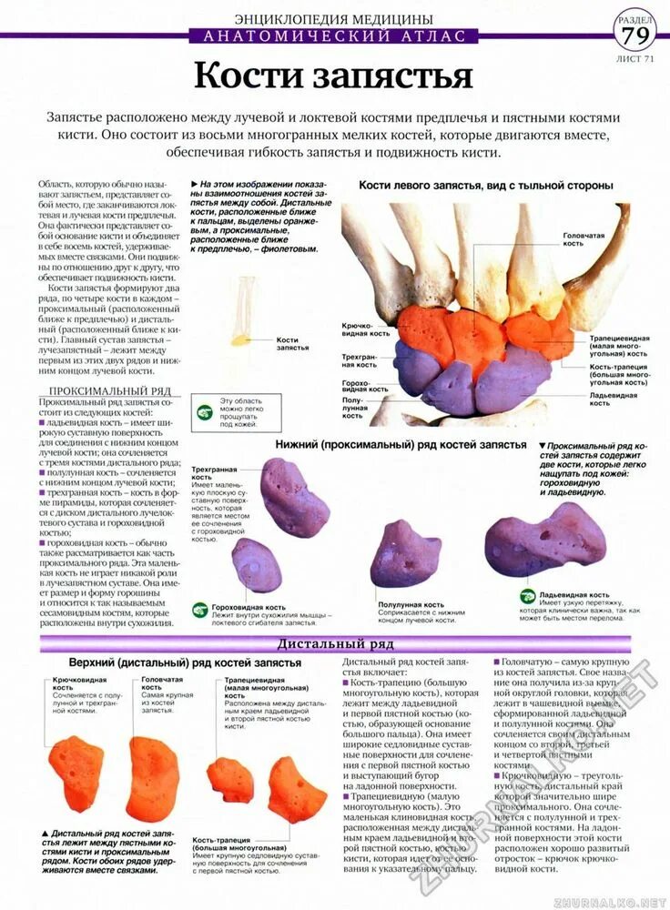 Запястье атлас анатомия кости. Энциклопедия медицины анатомический атлас. Проксимальный ряд запястья. Дистальный ряд костей запястья. Ряд костей запястья