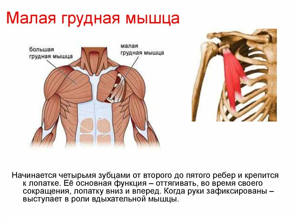 Большая и малая грудная мышца функции. Малая грудная мышца вид спереди. Функции малой грудной мышцы. Малая грудная мышца вид сбоку.