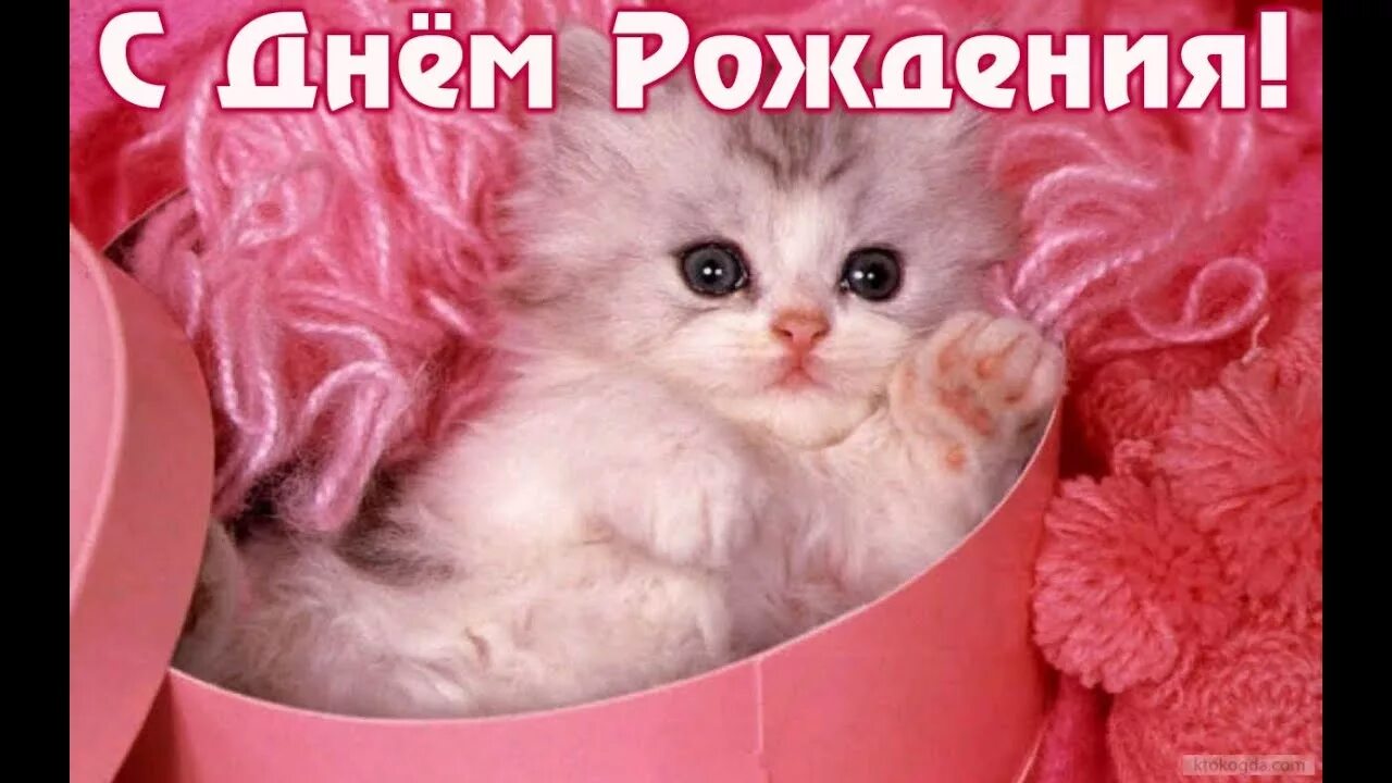 Люблю тебя котенок. Я тебя люблю котенок. Я тебя люблю котенок. Кот с сердечками. Мой любимый котенок.