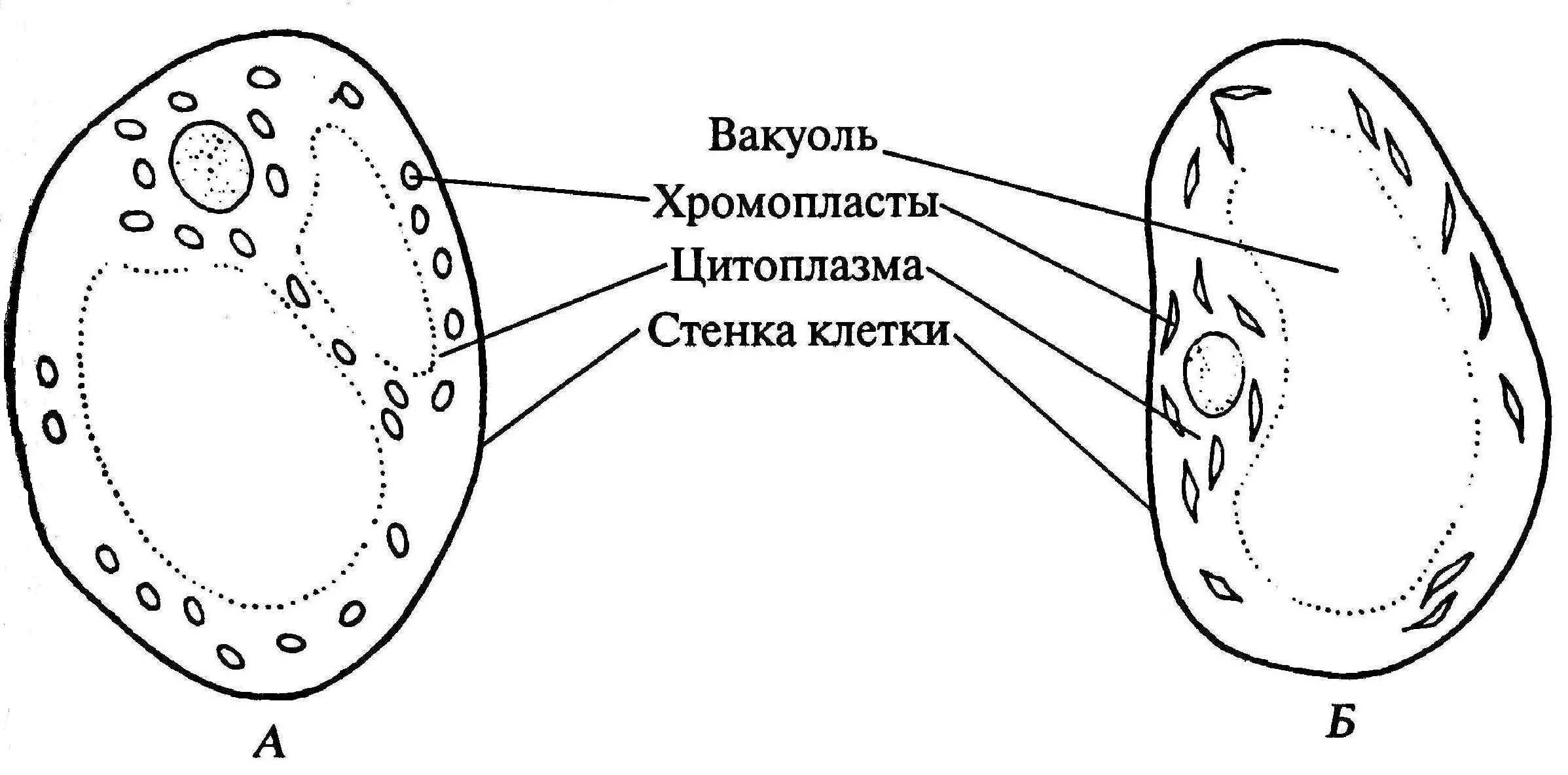 Строение клетки мякоти томата. Клетки мякоти плода томата. Хромопласты томата микроскопом. Строение клеток мякоти плодов рябины. Клетка мякоти рябины