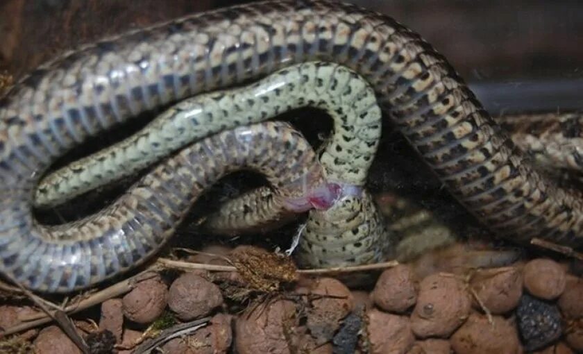 Рожденные змеи. Живородящая змея гадюка. Змеи размножение гадюка.