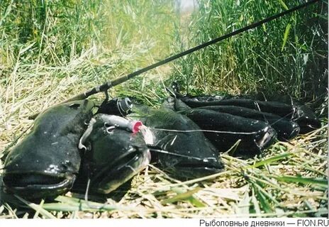 Сом какая приманка