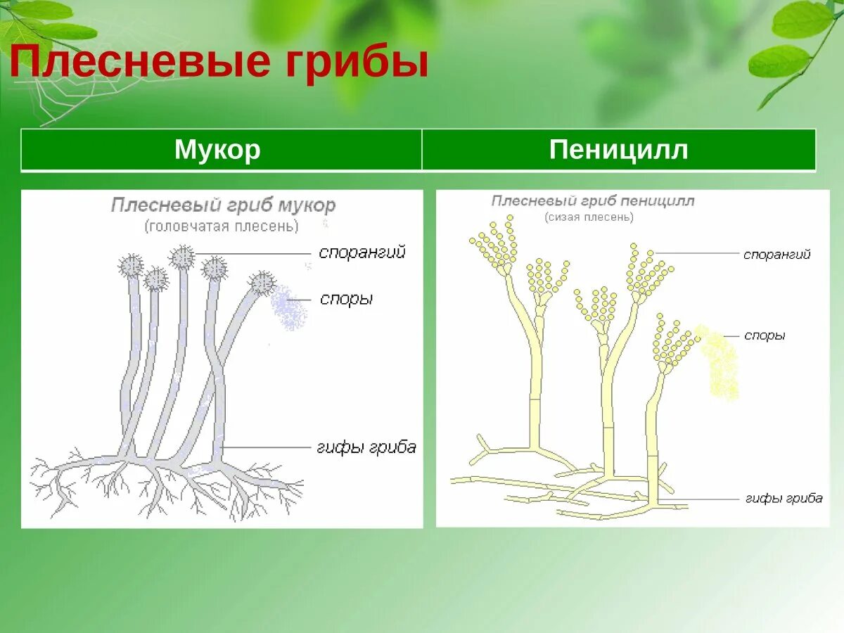Что представляет собой пеницилл. Строение мукора и пеницилла. строение плесневого гриба пеницилла. строение пеницилла 5 класс. гриб мукор и пеницилл.