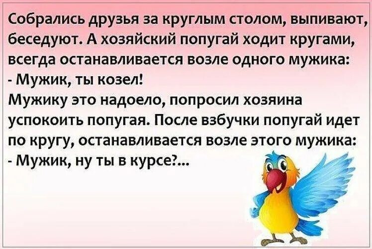 Анекдот про попугая. Анекдоты про попугая смешные. Анекдоты про попугаев самые смешные. Детские анекдоты про попугая. Попугай попугаю скороговорка