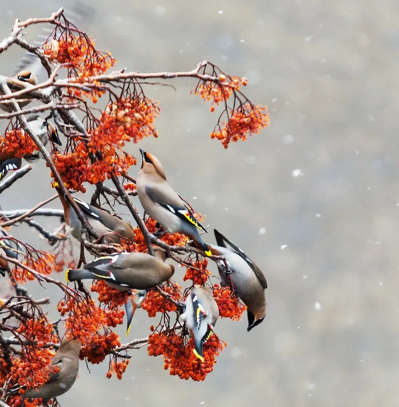 тихонов про скворца. весенние птички. скворцы в битцевском парке. снегири на рябине. снегирь скворец зверек ветер ноябрь какие.