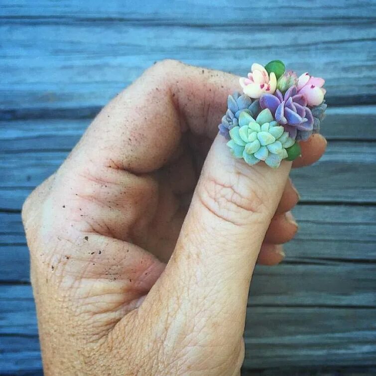 Ногти с суккулентами. Маникюр микро цветы. Маникюр с микро цветами.