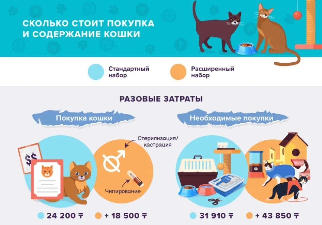 Содержание стоять. Содержание собак и кошек. содержание кошек. расходы на содержание кошки. сколько стоит содержание собаки.