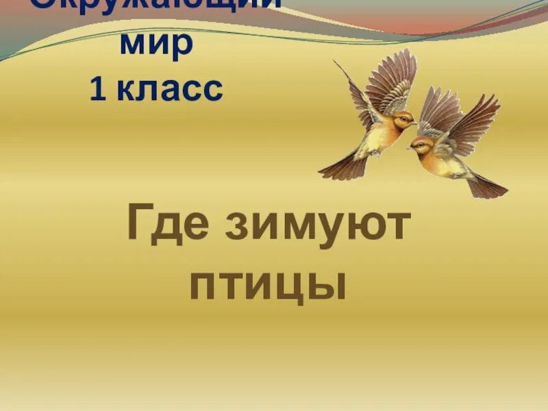 Окружающий мир где зимуют птицы. Где зимуют птицы 1 класс окружающий мир. Презентация птицы 1 класс. Презентация окр мир 1 класс.