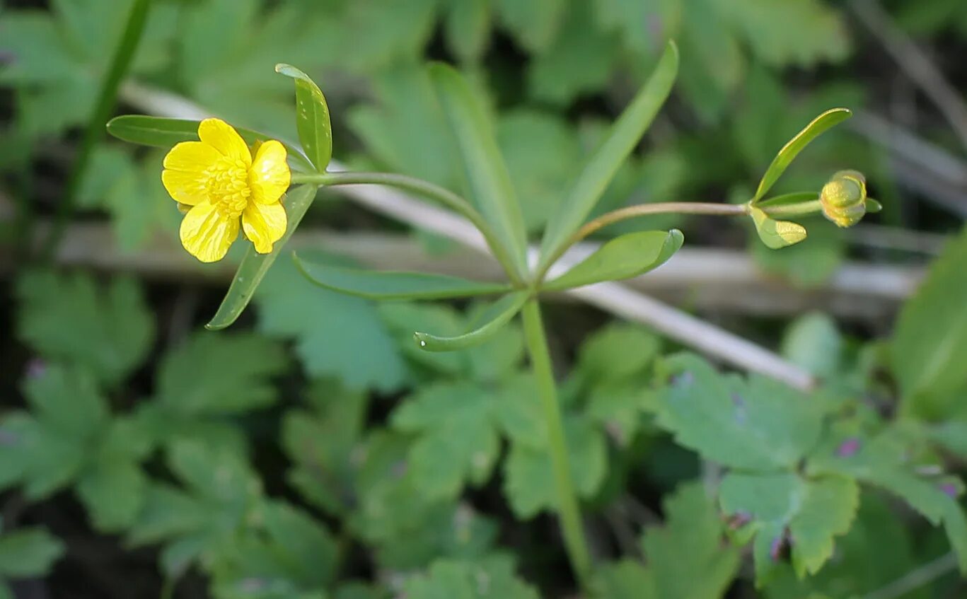 Лютик золотистый. Лютик золотистый Ranunculus auricomus. Лютик золотистый (Ranunculus auricomus l.). Ranunculus auricomus листья. Лютик золотистый фото.