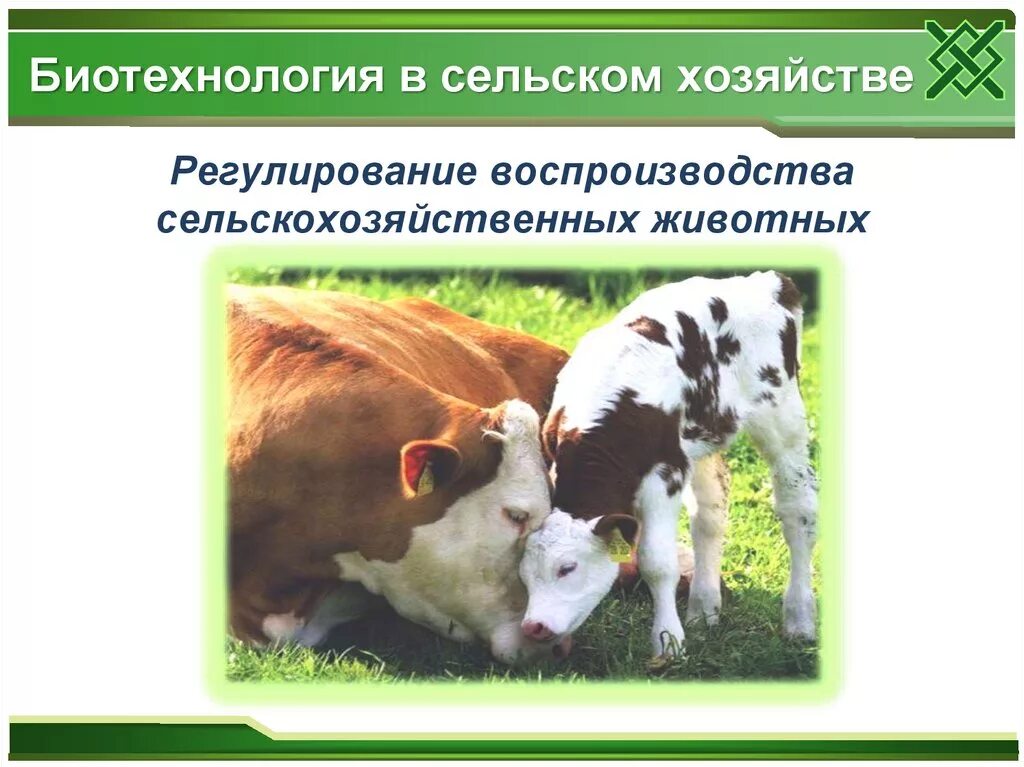 Биотехнологии в сельском хозяйстве. Сферы использования биотехнологии. Биотехнология в животноводстве. Применение биотехнологий в сельском хозяйстве. Биотехнологии в сельском хозяйстве.