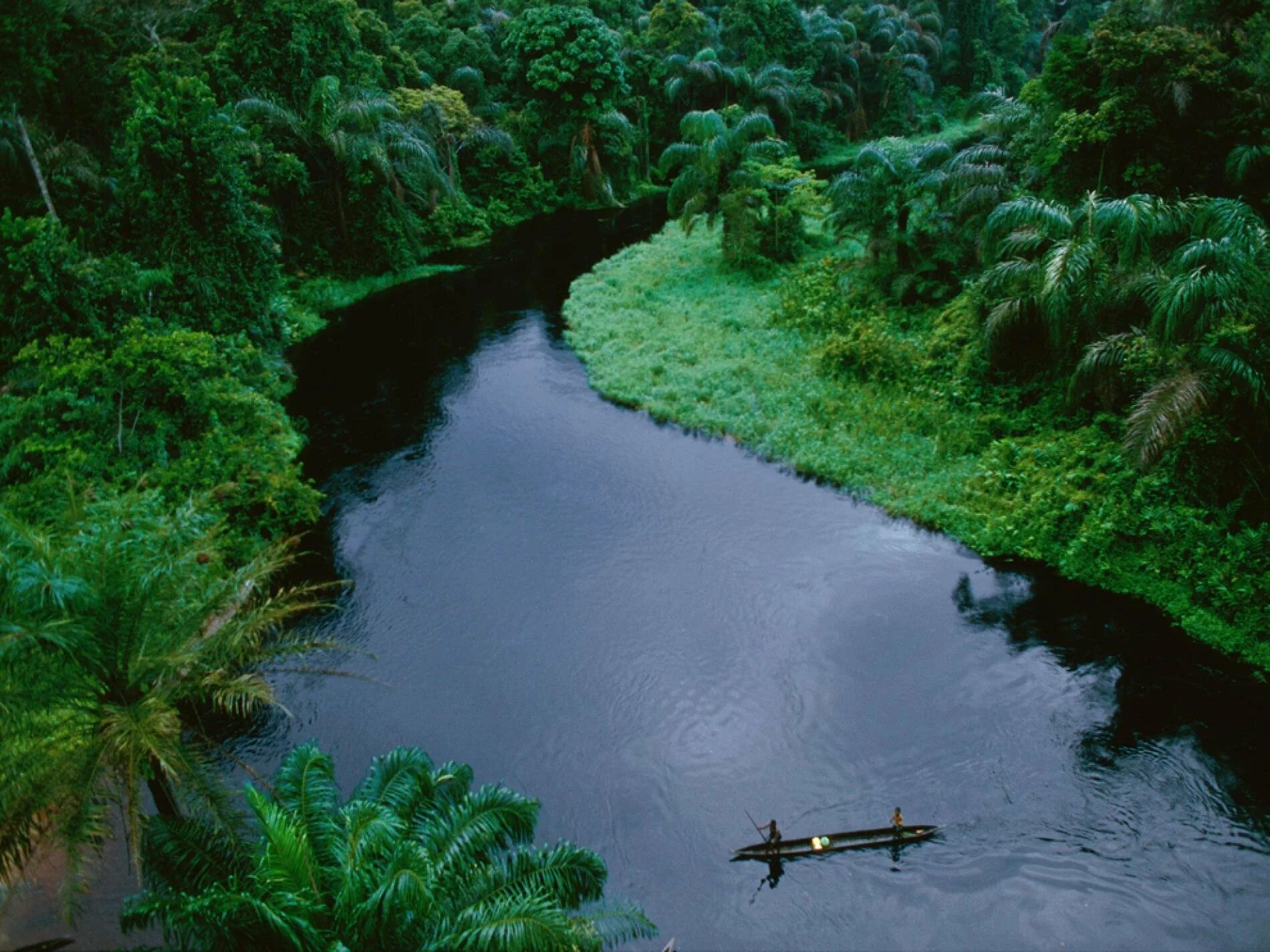 Почему река конго. Конго Заир река. Река Конго национальный парк Салонга. Центральная Африка река Конго. Национальный парк Салонга в Африке.