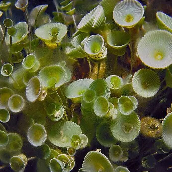 Маленькие водоросли. Ацетабулярия водоросль. Одноклеточная водоросль ацетабулярия. Фукус Ульва ацетабулярия. Ацетабулярия зеленые водоросли.