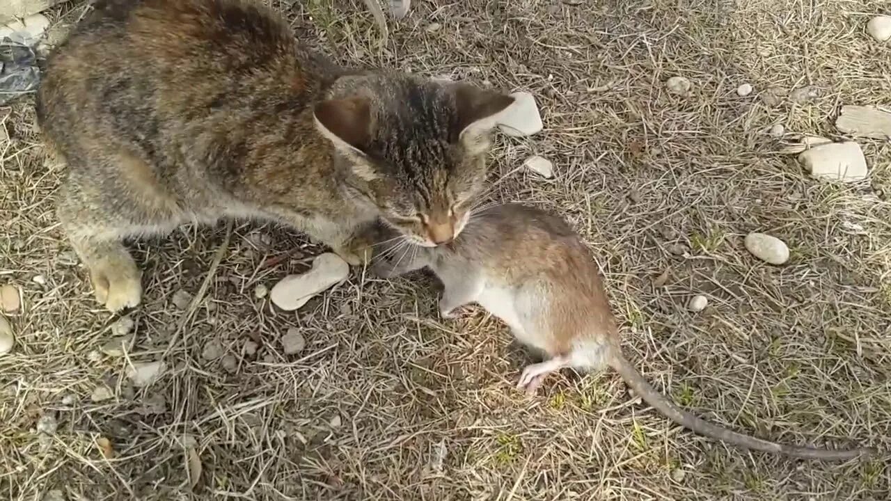 Кошка охотится на мышь. Rat hunting