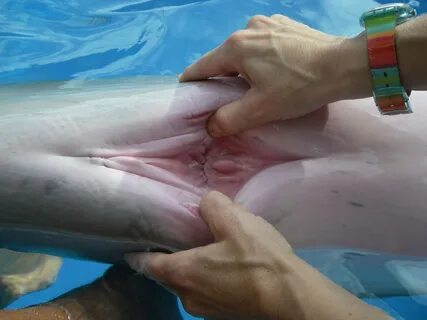 Порно рассказ дельфины (120) фото.