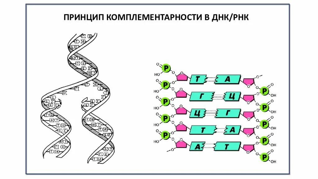 Достроить вторую цепь днк. Принцип комплементарности ДНК И РНК. Комплементарность нуклеотидов ДНК И РНК. Принцип комплементарности ДНК И ИРНК. Комплементарность ДНК И РНК схема.