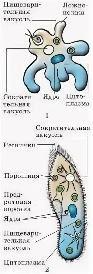 Сократительная вакуоль у амебы. Инфузория туфелька сократительная вакуоль. Сократительные вакуоли инфузории туфельки. Сократительная вакуоль инфузории туфельки функции. Сократительная вакуоль у простейших.