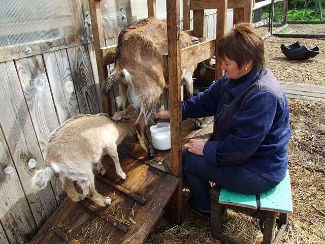 Как ухаживать за козами. Станок для дойных коз. Доильный станок для коз. Стойло для козы для доения. Станок для кормления коз.