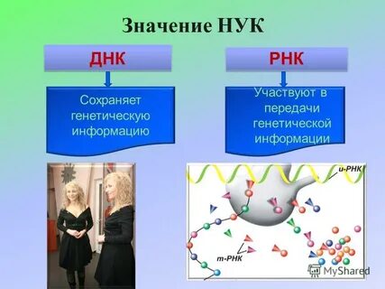 Значение днк
