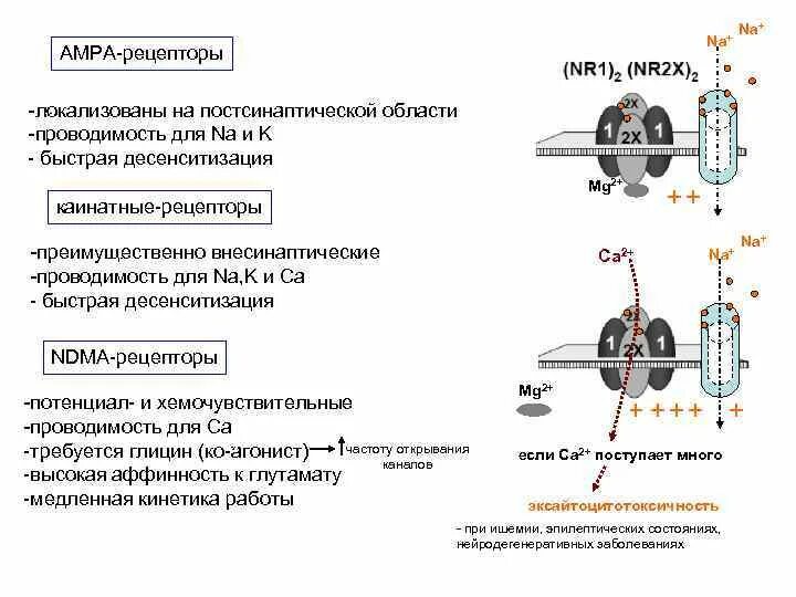 AMPA И NMDA рецепторы. NMDA рецепторы строение. AMPA рецепторы это. Амра рецепторы.