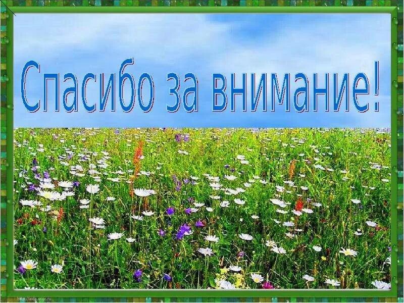 Тест сообщество луга. Луговое сообщество. природное сообщество луг животные. луг окружающий мир. растения и животные на лугу.