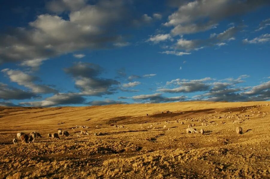 степи пампа южной америки. степи пампа южной америки. зона степей южной америки. пампасы аргентины. зона степей южной америки.